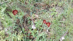 Calochortus pringlei