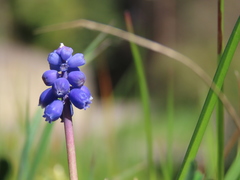 Muscari neglectum