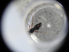 Ephutomorpha bicolorata