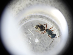 Ephutomorpha bicolorata