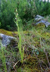 Dactylorhiza insularis