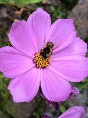 Anthophila
