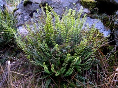 Asplenium trichomanes trichomanes