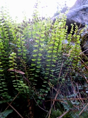 Asplenium trichomanes trichomanes
