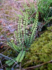 Asplenium trichomanes trichomanes