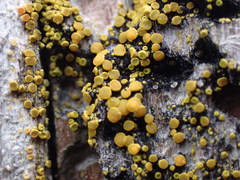 Polycauliona inconspecta