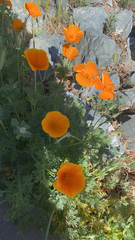 Eschscholzia californica