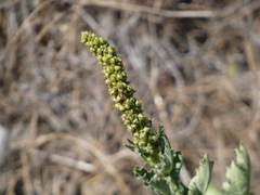 Blitum californicum