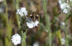 Bombylius curtirhynchus