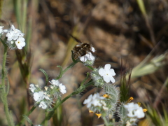 Bombylius curtirhynchus
