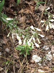 Penstemon