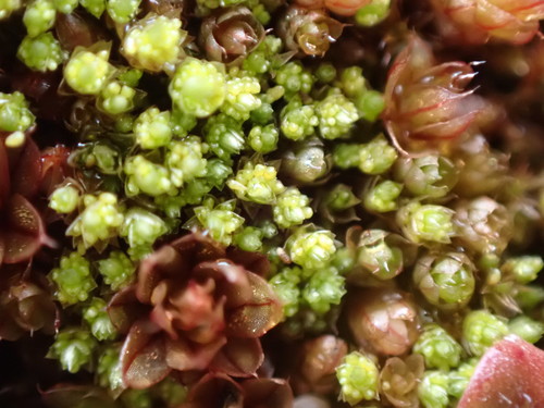 Image of Bryum barnesii by no rights reserved