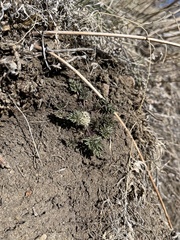 Cymopterus glomeratus glomeratus