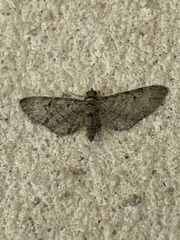 Eupithecia alpinata