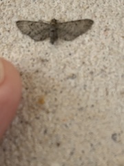 Eupithecia alpinata