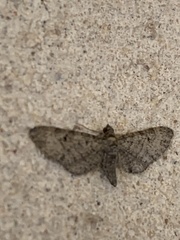 Eupithecia alpinata