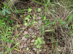 Ledebouria cordifolia