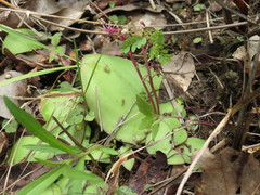 Ledebouria cordifolia