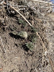 Cymopterus glomeratus glomeratus