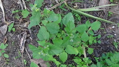 Fuertesimalva limensis