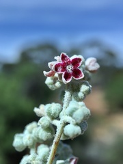 Chenopodium curvispicatum