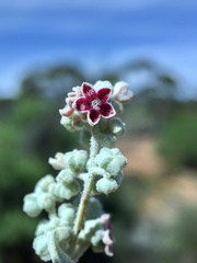 Chenopodium curvispicatum