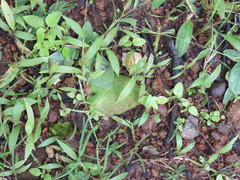 Ledebouria cordifolia