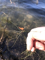 Eleocharis vivipara