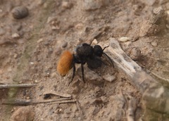 Dasymutilla nogalensis