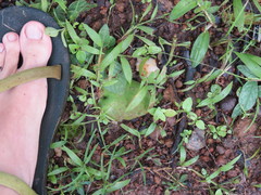 Ledebouria cordifolia