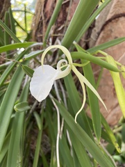 Brassavola nodosa