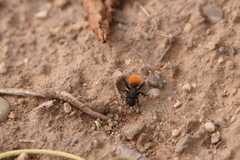 Dasymutilla nogalensis