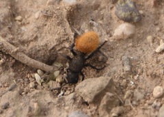 Dasymutilla nogalensis