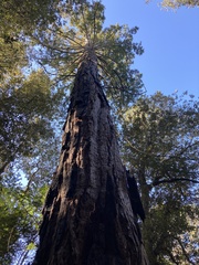 Sequoioideae