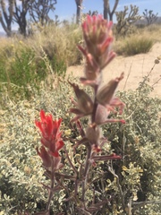 Castilleja chromosa
