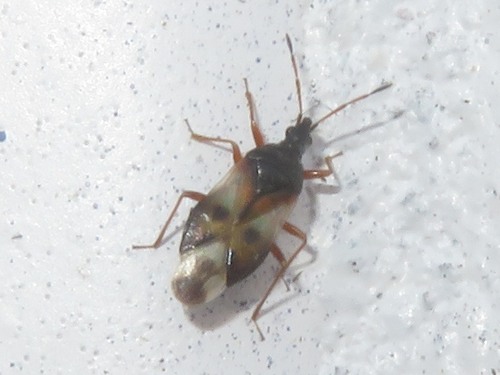 Common Flowerbug, Haagse Hout, Den Haag, Nederland, photo 10 of 10