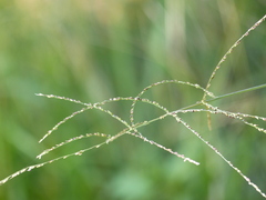 Digitaria ramularis
