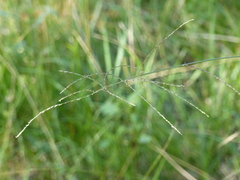 Digitaria ramularis