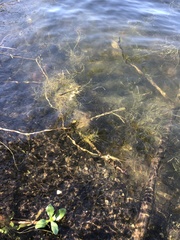 Eleocharis vivipara