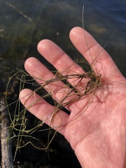 Eleocharis vivipara