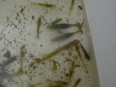 Paratya curvirostris