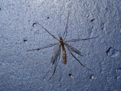 Ptychoptera albimana