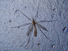 Ptychoptera albimana
