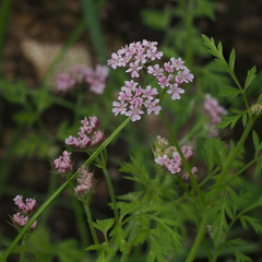 Chaetosciadium trichospermum