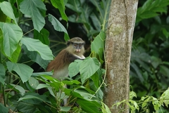 Cercopithecus mona