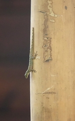 Lygodactylus thomensis