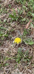 Taraxacum