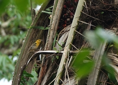Ploceus sanctithomae