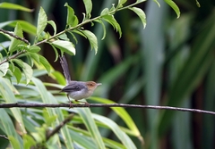 Prinia molleri