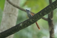 Terpsiphone atrochalybeia